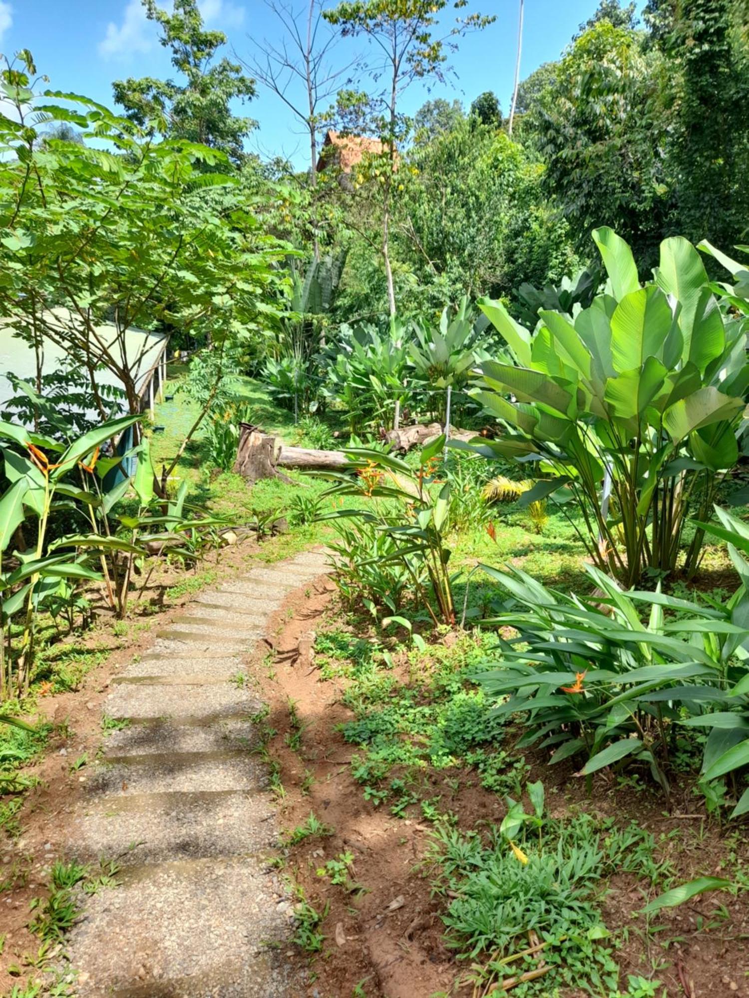 Hostel Osa Tucan Drake Drake Bay Zewnętrze zdjęcie
